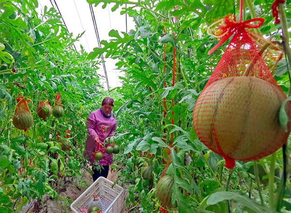 <strong>“谷雨时节，农发科技西瓜品种培育实验分时段实施</strong>